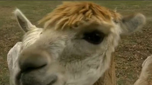 PASCO-ALPACA-FARM