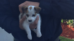 1-HAINES-CITY-PUPPY-RESCUE-