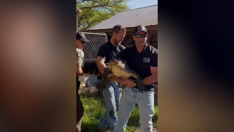Texas Park and Wildlife removes an alligator from a home